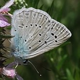 Owady - Motyle Rhopalocera, pozostałe