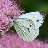 Owady - Motyle Rhopalocera, pozostałe