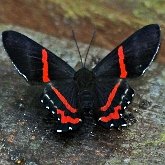 Owady - Motyle Rhopalocera, pozostałe