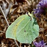 Owady - Motyle Rhopalocera, pozostałe