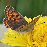 Owady - Motyle Rhopalocera, pozostałe