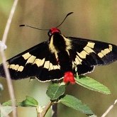 Owady - Motyle Rhopalocera, pozostałe