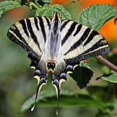 Owady - Motyle Rhopalocera, pozostałe