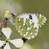 Owady - Motyle Rhopalocera, pozostałe