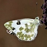 Owady - Motyle Rhopalocera, pozostałe
