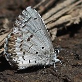 Owady - Motyle Rhopalocera, pozostałe