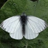 Owady - Motyle Rhopalocera, pozostałe