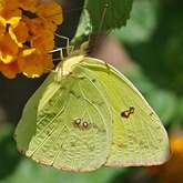 Owady - Motyle Rhopalocera, pozostałe