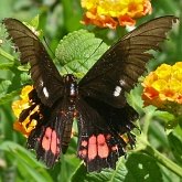Owady - Motyle Rhopalocera, pozostałe