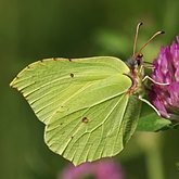 Owady - Motyle Rhopalocera, pozostałe
