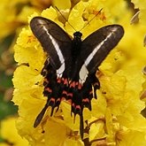 Owady - Motyle Rhopalocera, pozostałe