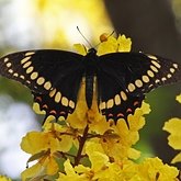 Owady - Motyle Rhopalocera, pozostałe