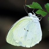 Owady - Motyle Rhopalocera, pozostałe