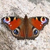 Owady - Motyle: Rusałkowate (Lepidoptera, Nymphalidae)