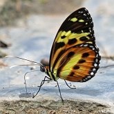 Owady - Motyle: Rusałkowate (Lepidoptera, Nymphalidae)