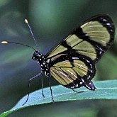 Owady - Motyle: Rusałkowate (Lepidoptera, Nymphalidae)