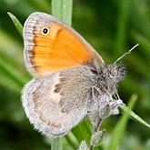 Owady - Motyle: Rusałkowate (Lepidoptera, Nymphalidae)
