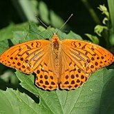 Owady - Motyle: Rusałkowate (Lepidoptera, Nymphalidae)