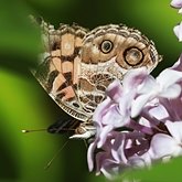 Owady - Motyle: Rusałkowate (Lepidoptera, Nymphalidae)