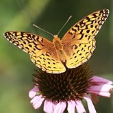 Owady - Motyle: Rusałkowate (Lepidoptera, Nymphalidae)