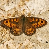 Owady - Motyle: Rusałkowate (Lepidoptera, Nymphalidae)
