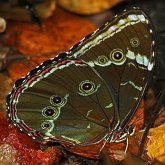 Owady - Motyle: Rusałkowate (Lepidoptera, Nymphalidae)