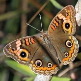 Owady - Motyle: Rusałkowate (Lepidoptera, Nymphalidae)