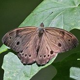 Owady - Motyle: Rusałkowate (Nymphalidae)