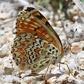 Owady - Motyle: Rusałkowate (Nymphalidae)