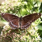 Owady - Motyle: Rusałkowate (Nymphalidae)
