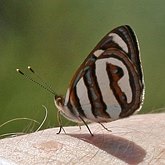 Owady - Motyle: Rusałkowate (Nymphalidae)