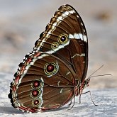 Owady - Motyle: Rusałkowate (Nymphalidae)