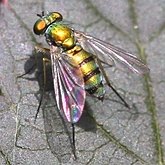 Owady - Muchówki (Diptera)