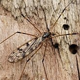 Owady - Much&#243;wki (Diptera)