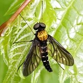 Owady - Muchówki (Diptera)