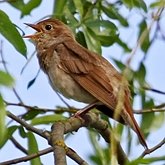 Aves Passeriformes - Muscicapidae
