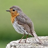Aves Passeriformes - Muscicapidae