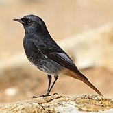 Aves Passeriformes - Muscicapidae