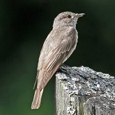 Aves Passeriformes - Muscicapidae