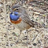 Birds Passeriformes - Muscicapidae (Old World Flycatchers, Chats)