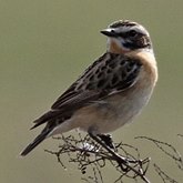 Ptaki Passeriformes - Muscicapidae (muchoł&#243;wki)