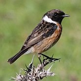 Ptaki Passeriformes - Muscicapidae (muchoł&#243;wki)