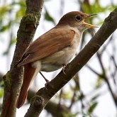 Oiseaux Passeriformes - Muscicapid&#233;s