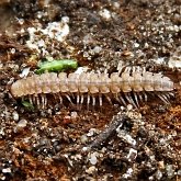 Invert&#233;br&#233;s, autres - Myriapodes