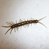 Invertebrates, others - Myriapods