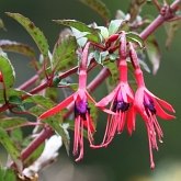 Okrytonasienne dwuliścienne - Myrtales (mirtowce)