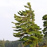 Rośliny, pozostałe - Nagonasienne