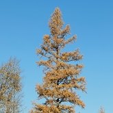 Rośliny, pozostałe - Nagonasienne