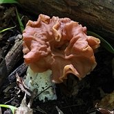 Neogyromitra brunnea