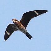 Birds Non Passeriformes - Nightjars